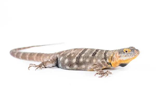 Baja blue rock lizard — Stock Photo, Image