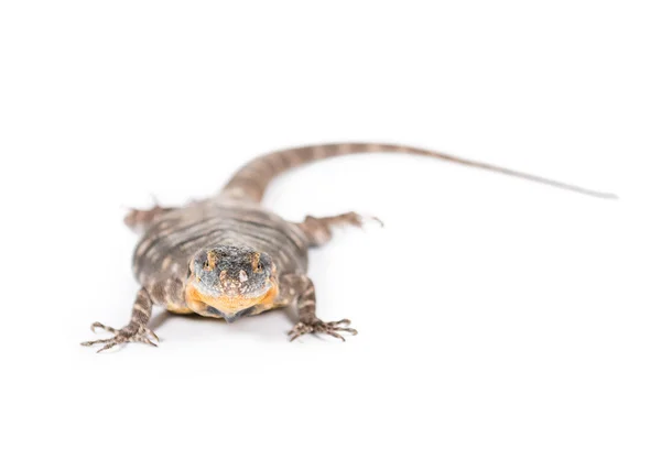 Baja blue rock lizard — Stock Photo, Image