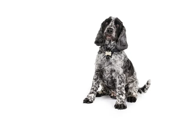 Cocker spaniel — Fotografia de Stock