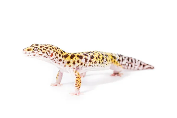 Gecko de leopardo — Fotografia de Stock