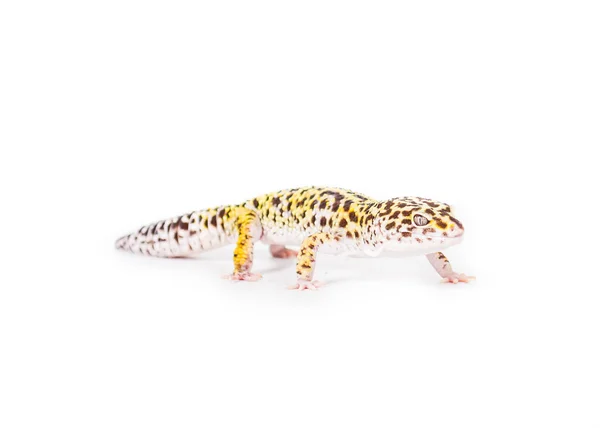 Leopard Gecko — Fotografie, imagine de stoc