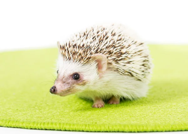 Huisdier Hedgehog — Stockfoto