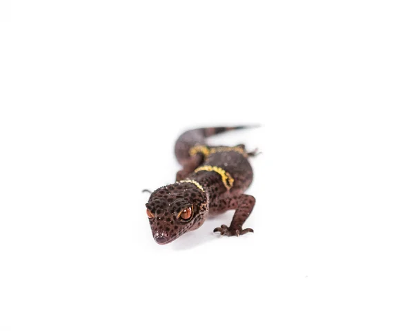 Chiński jaskini Gecko — Zdjęcie stockowe