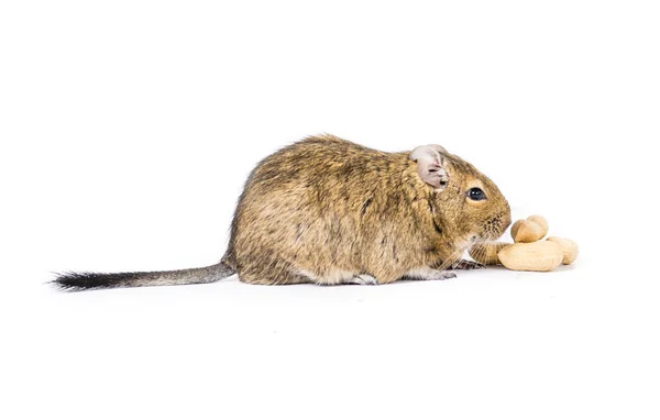 Degu com fome — Fotografia de Stock