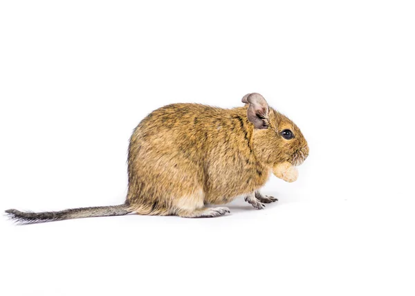 Degu affamato — Foto Stock