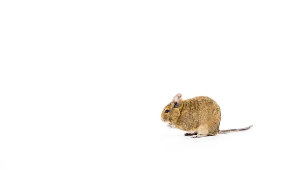 Degu com fome — Fotografia de Stock