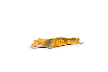 Tepeli gecko