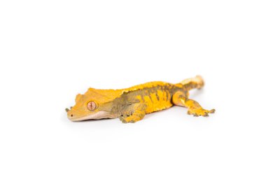 Tepeli gecko