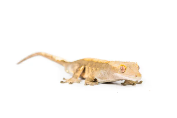 Haubengecko — Stockfoto