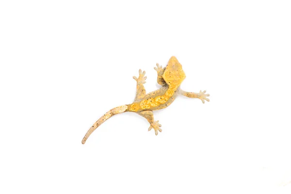 Crested Gecko — Fotografie, imagine de stoc