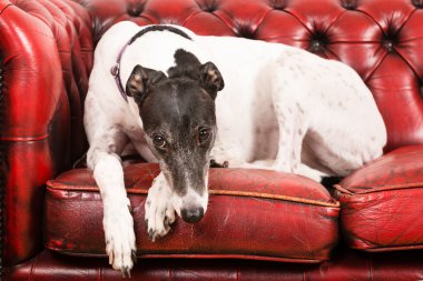 White Greyhound on a red sofa clipart