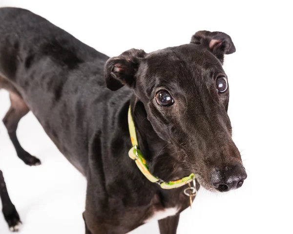 Cão-cinzento — Fotografia de Stock