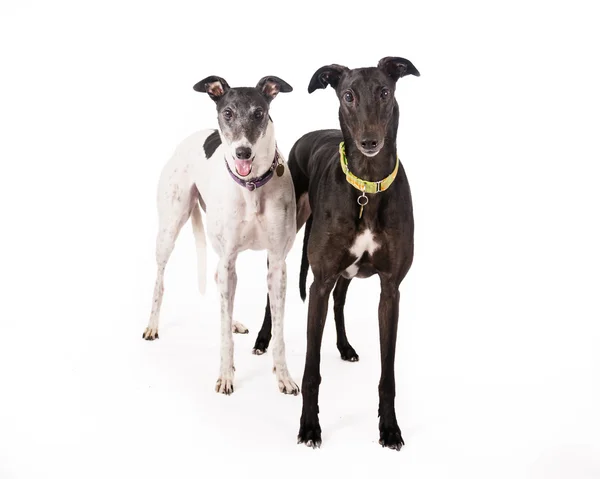 Par de galgos — Fotografia de Stock