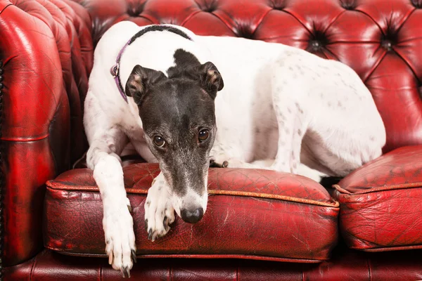 Branco Greyhound em um sofá vermelho — Fotografia de Stock