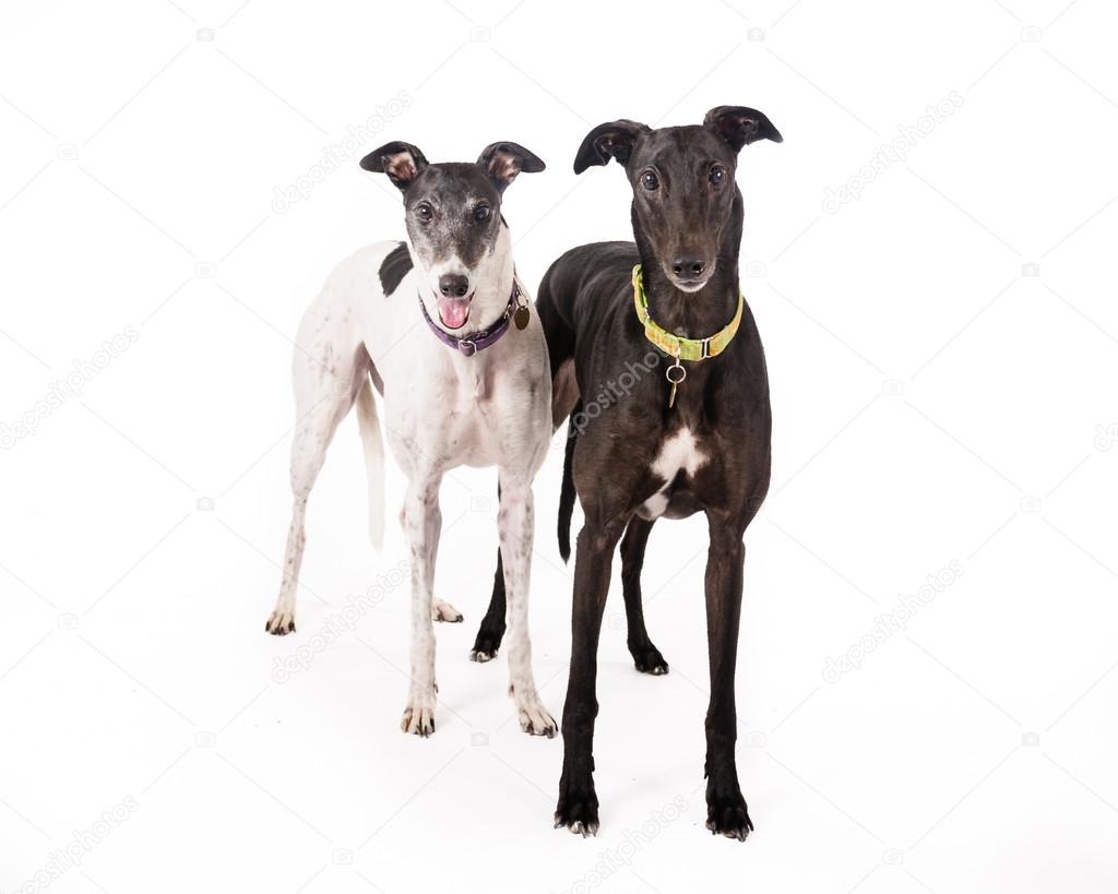 galgos #hashtag