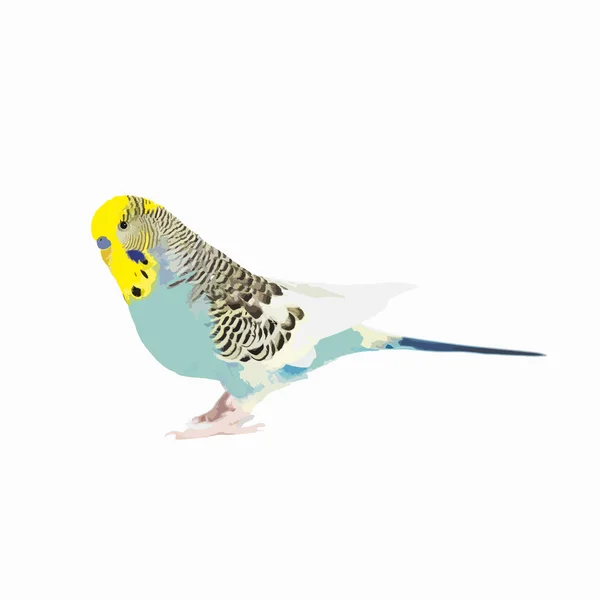 Budgie vettoriale — Vettoriale Stock