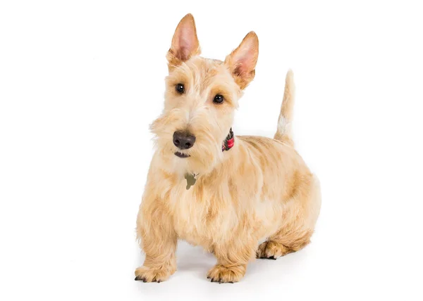 Terrier scozzese di grano — Foto Stock