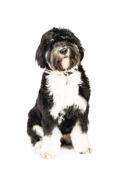 Svart och vitt tibetansk Terrier — Stockfoto