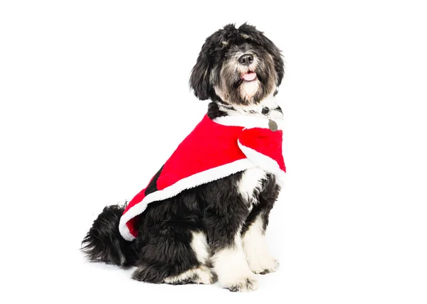 Festive tibetan terrier — Stock Photo, Image