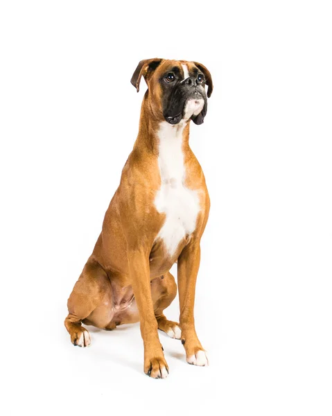 Boxer su sfondo bianco — Foto Stock