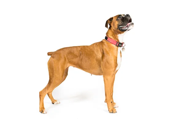 Boxer on a white background — Stock Photo, Image