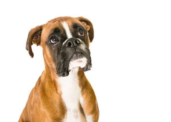 Boxer on a white background — Stock Photo, Image