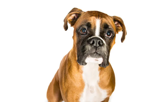 Boxer on a white background — Stock Photo, Image