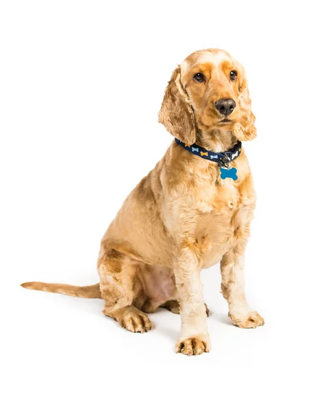 Cocker spaniel on a white background — Stock Photo, Image