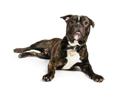 eski İngilizce bulldog,