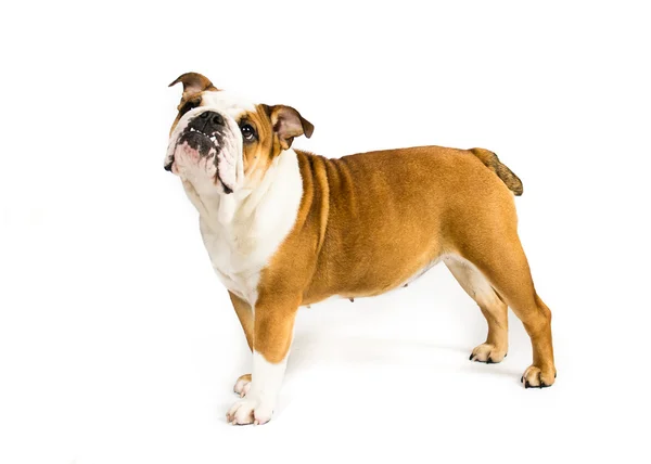 Engels Bulldog op een witte achtergrond — Stockfoto