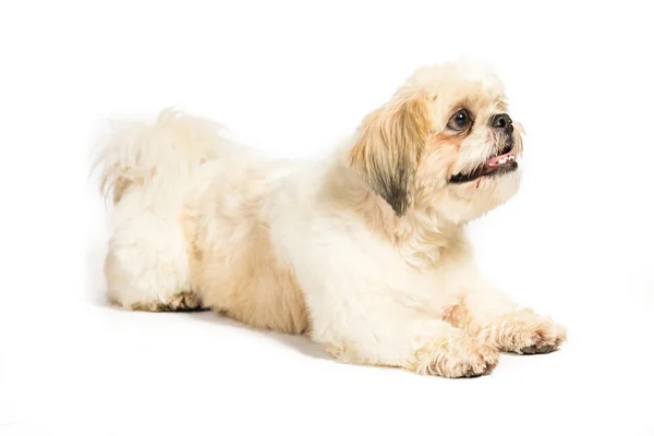 Shih Tzu su sfondo bianco — Foto Stock