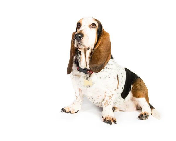 Pies Basset hound — Zdjęcie stockowe