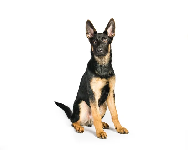 German Shepherd on a white background — Stock Photo, Image