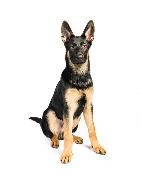 German Shepherd on a white background — Stock Photo, Image