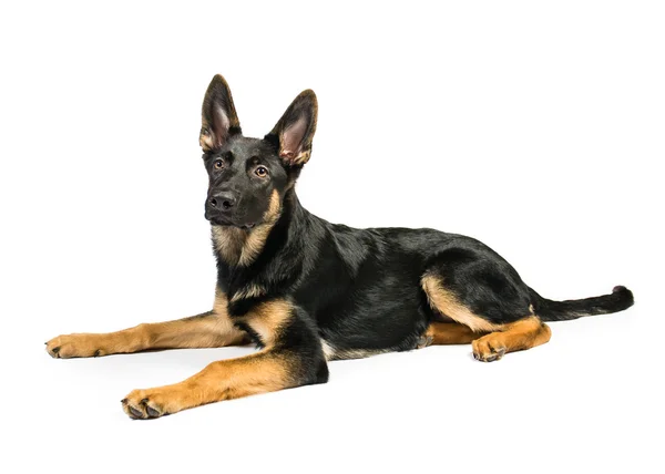 German Shepherd on a white background Stock Image