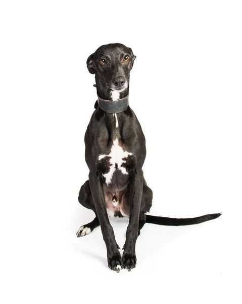 Giovane Whippet nero — Foto Stock