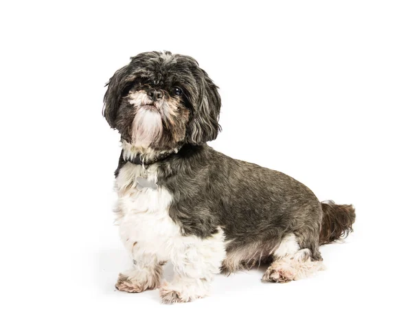 Par eller shih tzu — Stockfoto