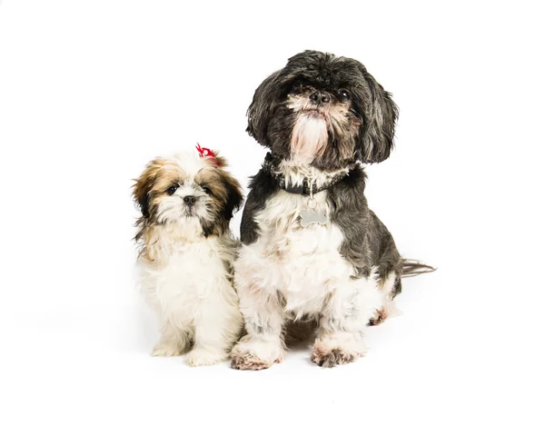 Pair or shih tzu — Stock Photo, Image