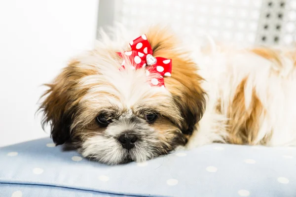 Par o shih tzu — Foto de Stock