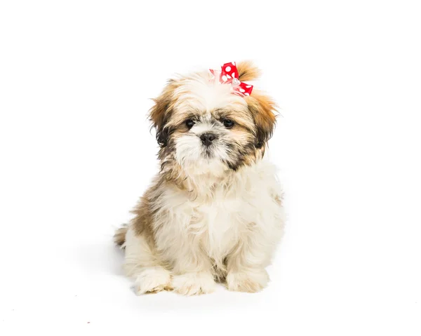 Pary lub shih tzu — Zdjęcie stockowe