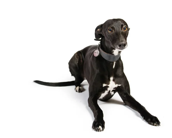 Νέο μαύρο ταχύπους σκύλος κυνοδρομίας — Φωτογραφία Αρχείου