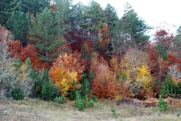 Saisonaler Hintergrund der Herbstfarben — Stockfoto