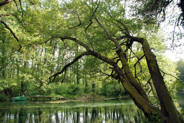 Natural landscape from the forest — Stock Photo, Image