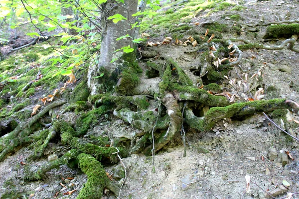 Retorciendo Las Raíces Del Árbol Cubiertas Musgo Foto Árbol Estas — Foto de Stock