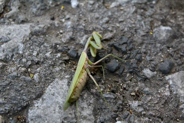 Grüne Gottesanbeterin Boden Herbst Foto Gottesanbeterin Das Insekt Ist Groß — Stockfoto