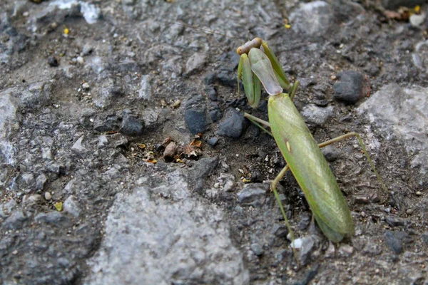 秋天在地上的绿色螳螂 照相螳螂 昆虫很大 颜色为绿色 它躺在石头地上 — 图库照片