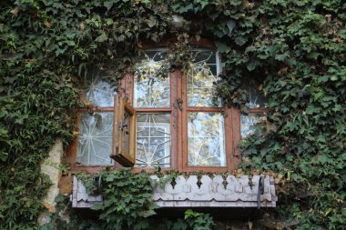 Güzel bir retro pencerenin yeşil yeşili içinde eski güzel bir pencere, bağcık otu ve fotoğraf. Evin ön cephesinde antika bir çerçeve. Yeşil yapraklı sarmaşık..