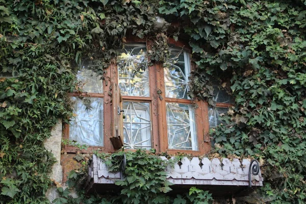 Old Beautiful Window House Green Foliage Bindweed Photo Beautiful Retro — Stock Photo, Image