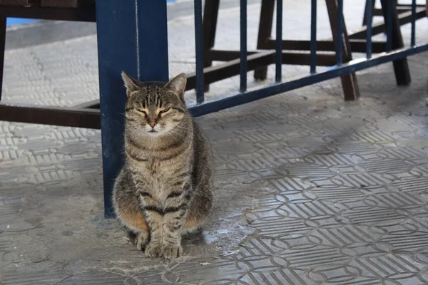 Chat Tabby Gris Extérieur Dans Ville Photo Portrait Chat Est — Photo