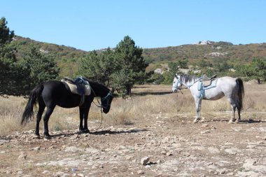 İki at koşum takımları içinde ve dağların arasında bir tarlada eyerler. İki at. Bir at beyaz. İkinci at siyah. Çevrede güzel bir manzara var. Hayvanlar binmeye hazır..